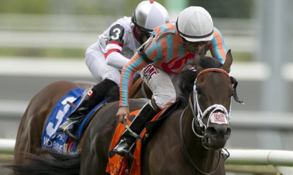 Toronto Cup won by Conquest Daddyo