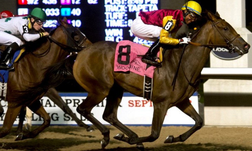 Spring Tempest, bred by Shannondoe Farm