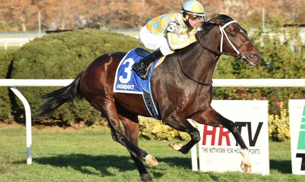 Shannondoe Farm stallion Dynamic Sky