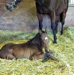 CCfirst foal