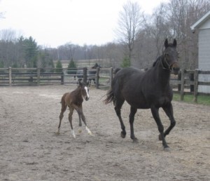 Society's Chairman daughter Caren as a foal in Ontario