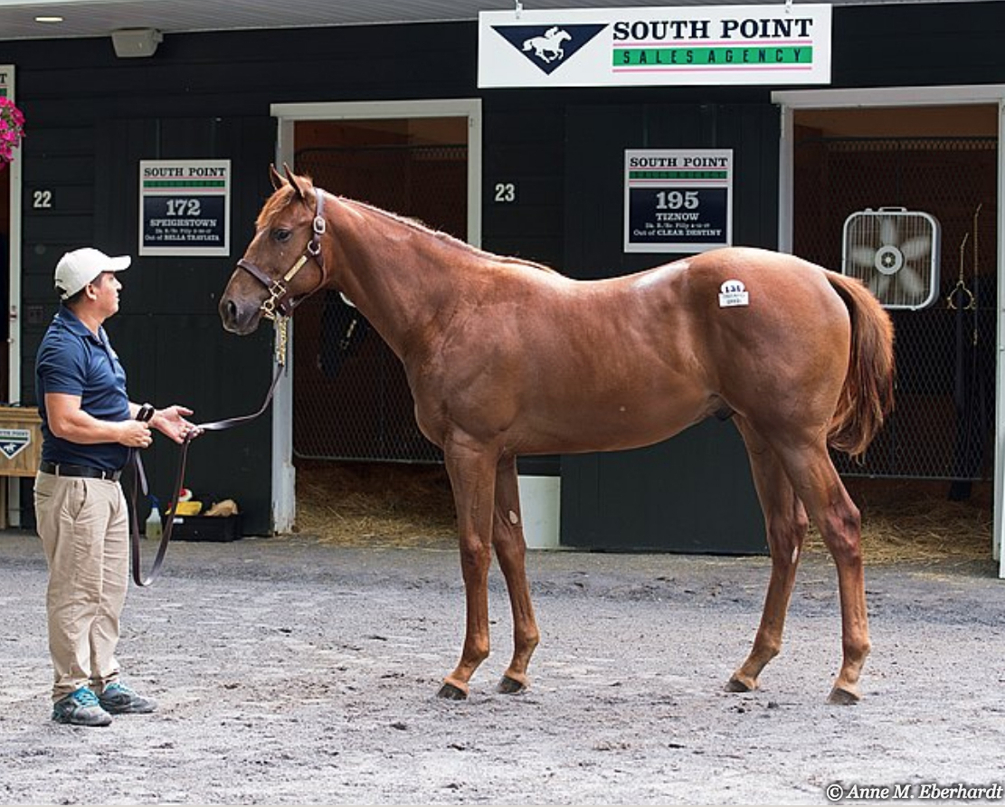 Palace Malice colt at Fasig-Tipton Saratoga